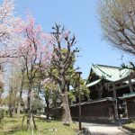 Ushijima Jinja and Cherry Blossoms