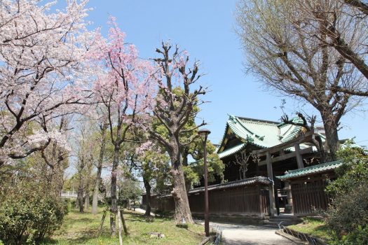 Ushijima Jinja and Cherry Blossoms