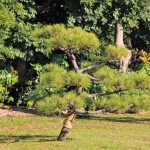 Hamarikyu