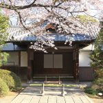 Nezu Jinja and Sakura