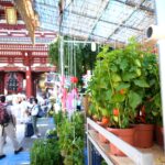 Hozuki-ichi fair, Asakusa, Tokyo