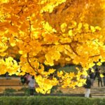 Showa Memorial Park in autumn.
