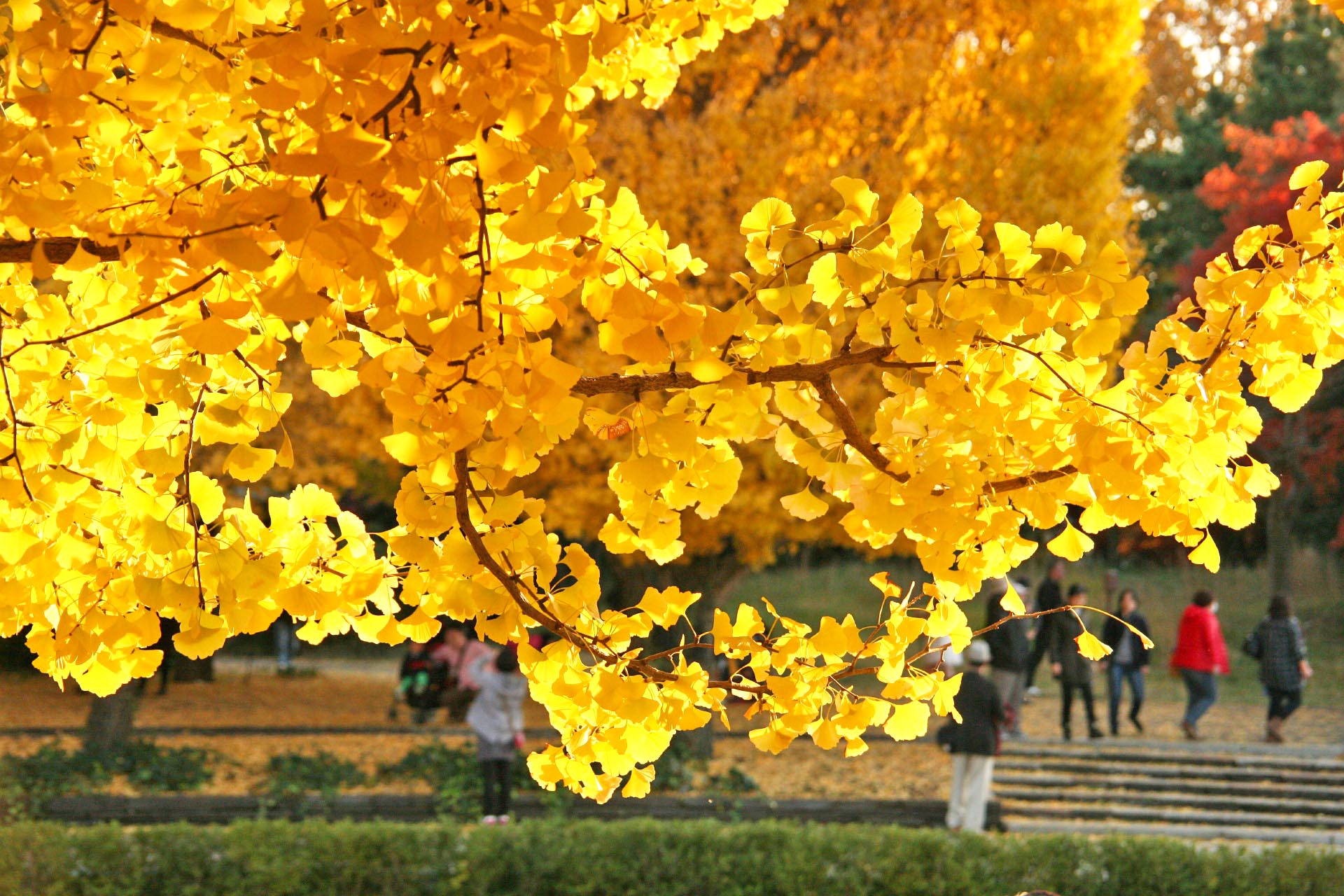 Showa Memorial Park in autumn.